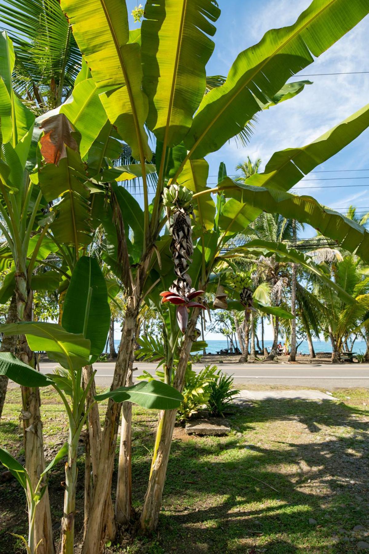 Casa Blanca Beachfront House With Shared Pool Access Pangea Lodge Manzanillo  Exteriör bild